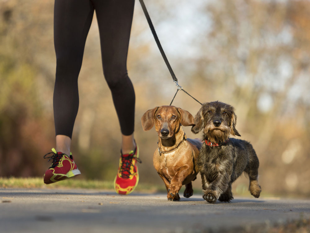 Deporte con perros pequeños, ¿es posible?