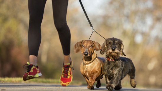 Deporte con perros pequeños, ¿es posible?