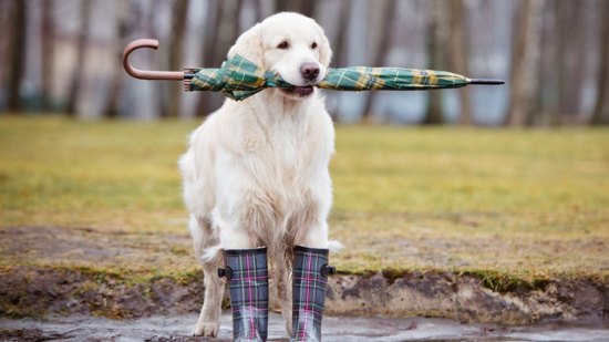 ¿Cómo afecta el frío a nuestras mascotas?