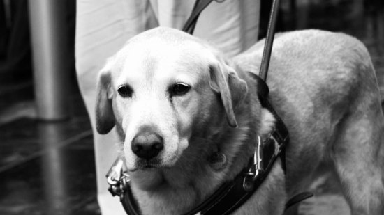Perros guía, los ojos de aquellos que no pueden ver