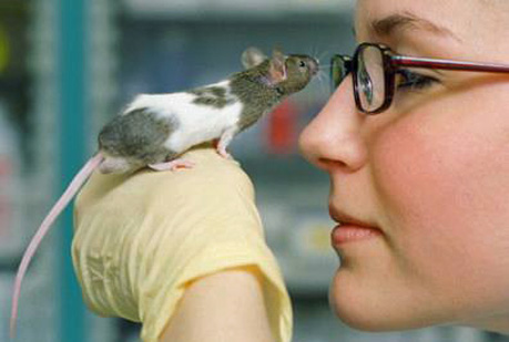 La UE prohíbe la venta de cosméticos probados en animales