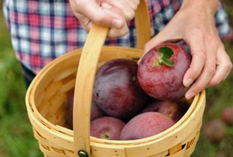 Dieta macrobiótica: alimentos yin y yang