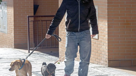 Carapapa, Buyo y Lobo, los perros de Dani Rovira