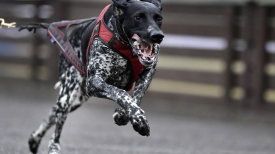 Canicross. ¿Por qué no te vas a correr con el perro?