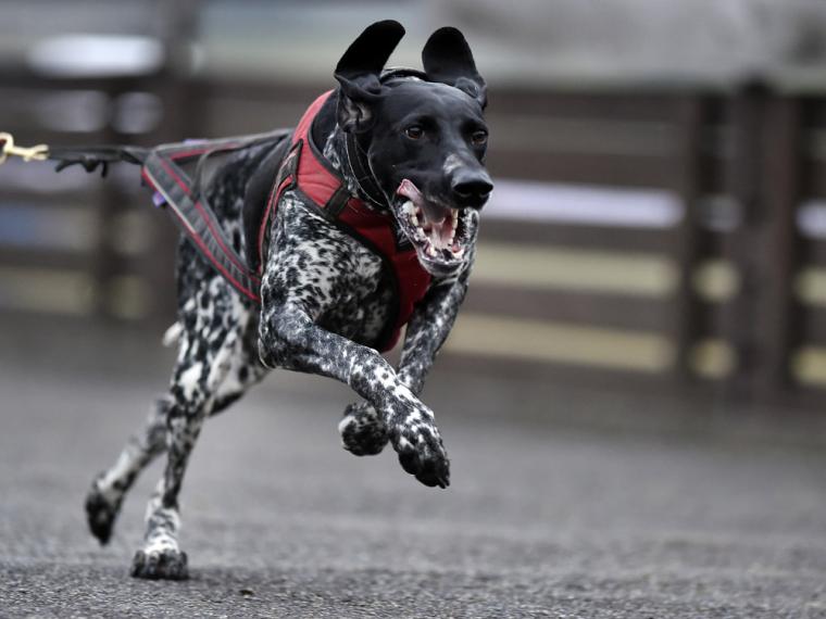 Canicross. ¿Por qué no te vas a correr con el perro?