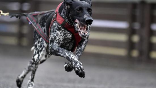 Canicross. ¿Por qué no te vas a correr con el perro?
