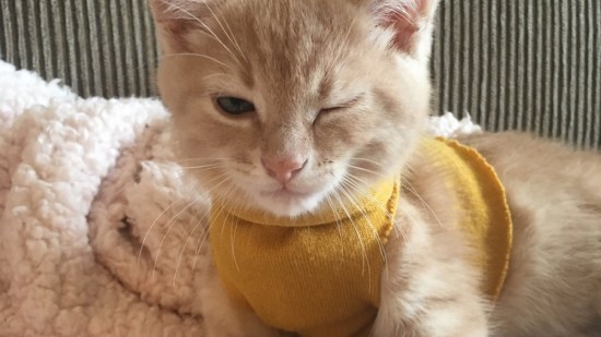 El gato Arlo posando con su jersey