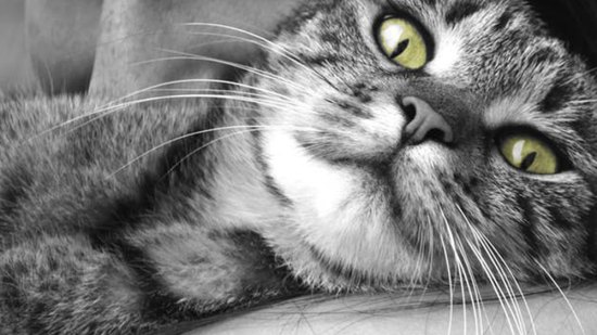 gato animal simbolico