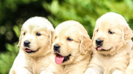 Cachorro de golden