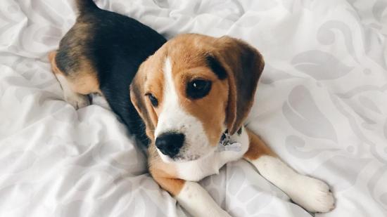 25 fotos de cachorros de perro que te alegrarán el día