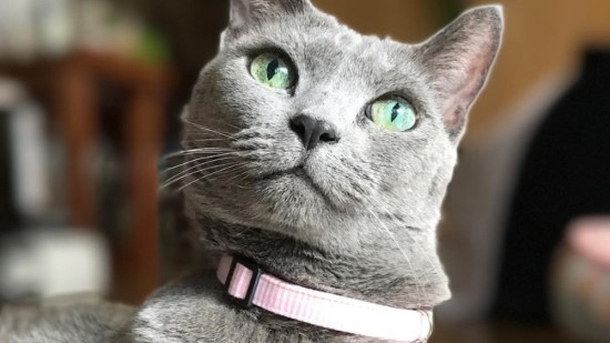 Gata de la raza azul ruso