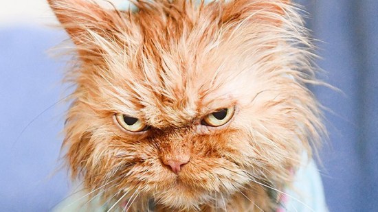 Gato naranja mojado