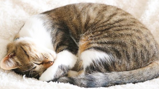 Gato durmiendo enroscado