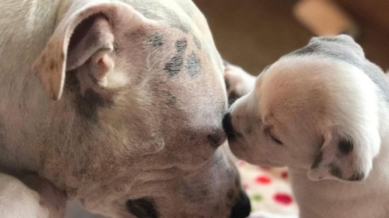 Perra pitbull con su cachorro