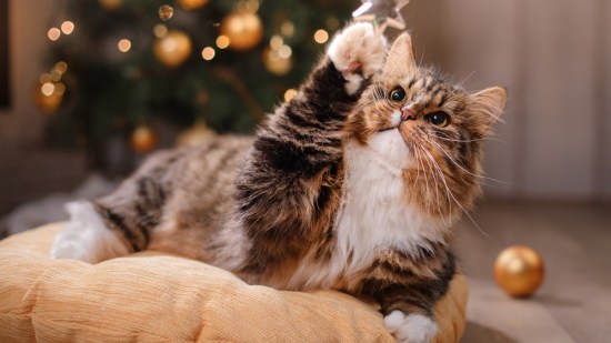 Gato y árbol de Navidad