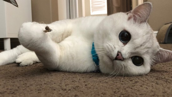 Gato blanco