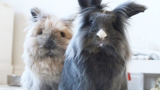 Conejos pareja