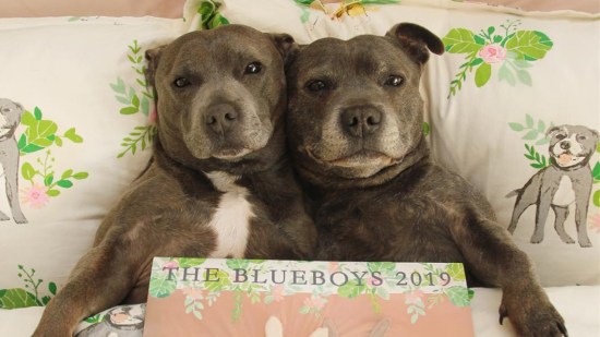 Dos pitbulls dentro de la cama
