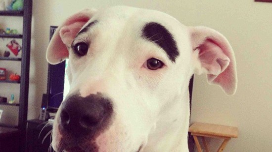 Perro cejas