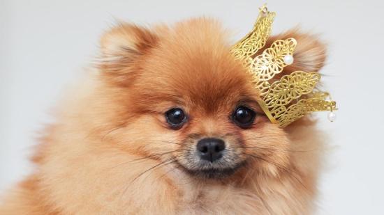 Los mejores nombres para perritas inspirados en Disney