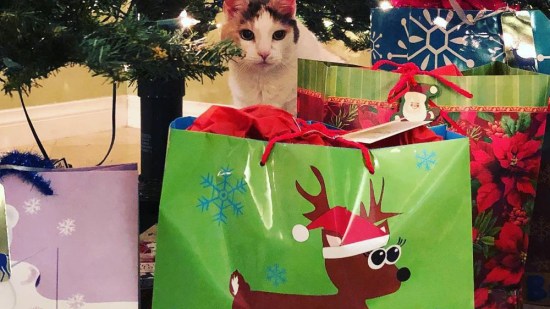 Gatito junto a los regalos de Navidad