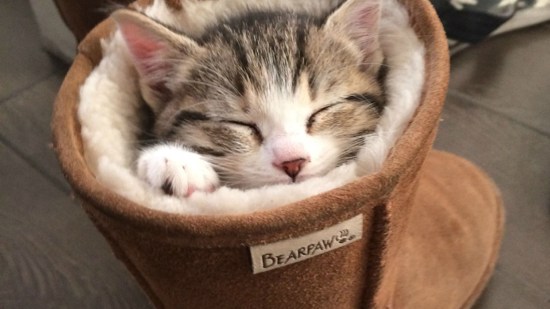 Gatito cachorro dormido dentro de una bota.