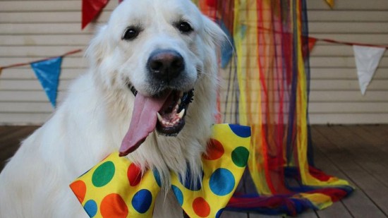 Perro con una pajarita de lunares celebrando el carnaval
