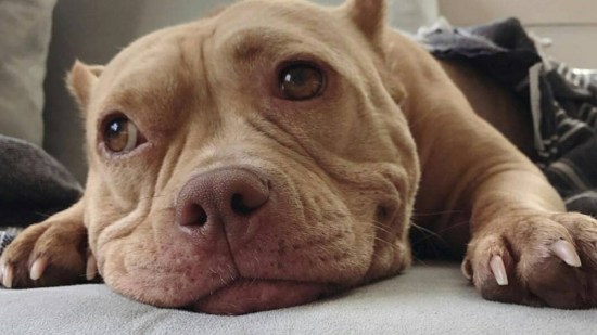 Pitbull cachorro sonriendo