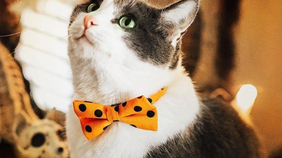 Gato con pajarita naranja