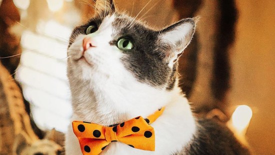 Gato con pajarita naranja