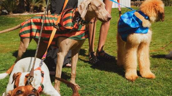 parfois colección perros