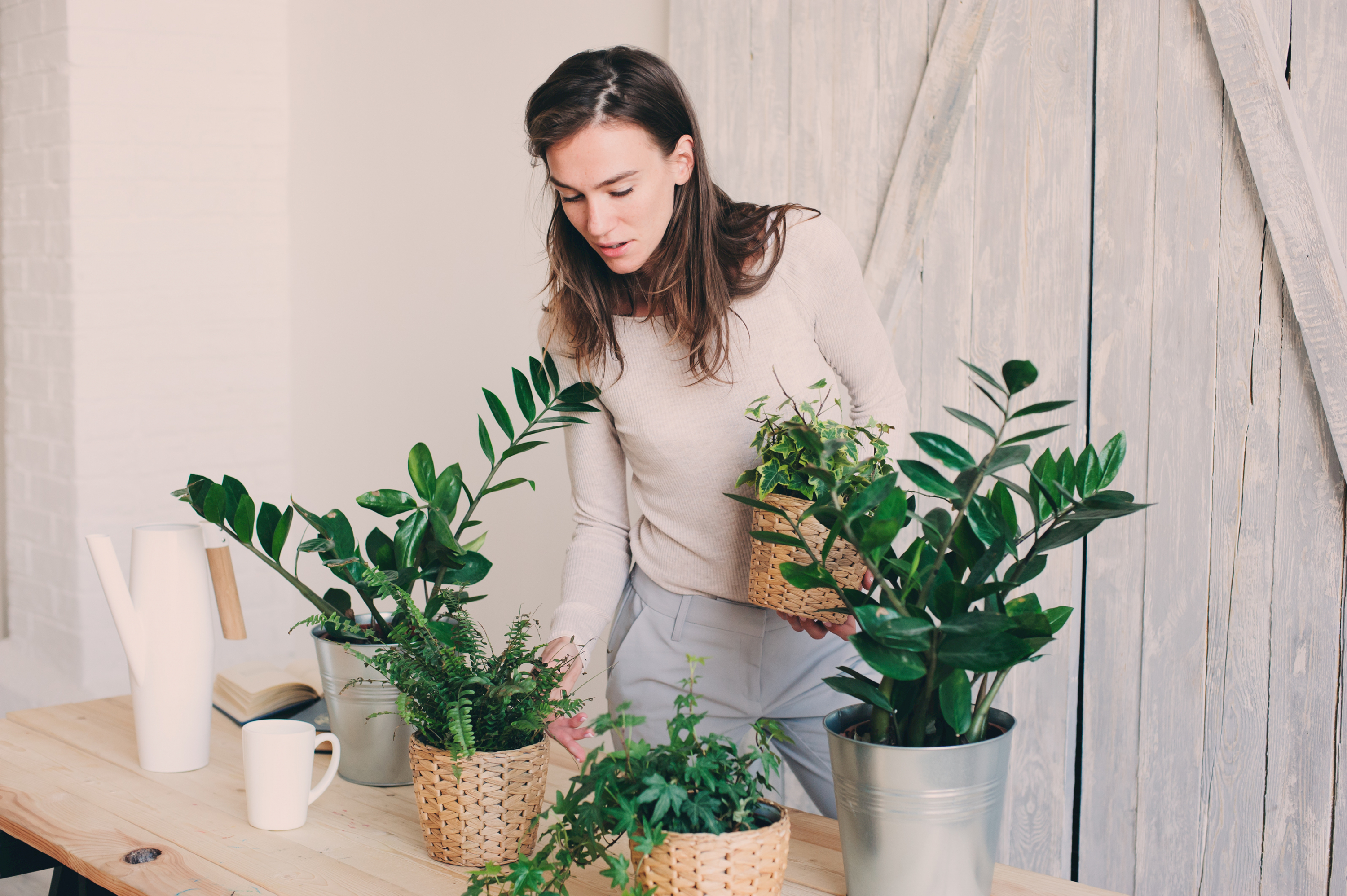 plantas interior resistentes