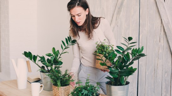 plantas interior resistentes