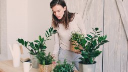 plantas interior resistentes