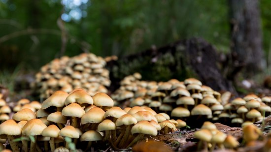 Hongos