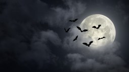Halloween luna llena