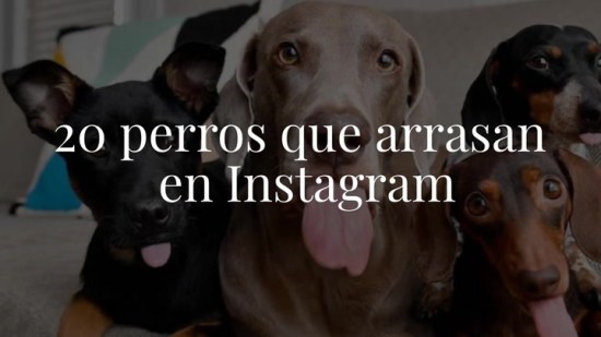 Los 20 perros que arrasan en Instagram ¡Conoce a los dogfluencers!