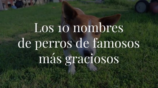 Nombres para perro. ¿Cómo se llaman los perros de los famosos?