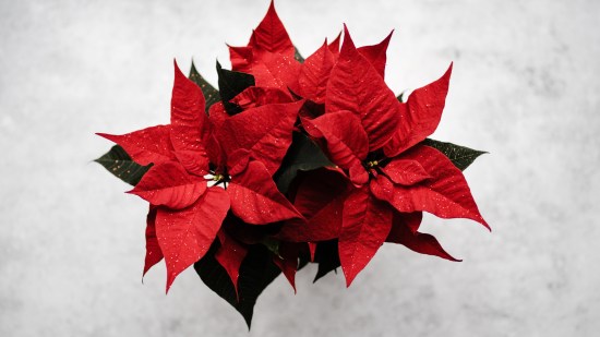 flor de pascua