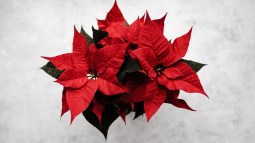 flor de pascua