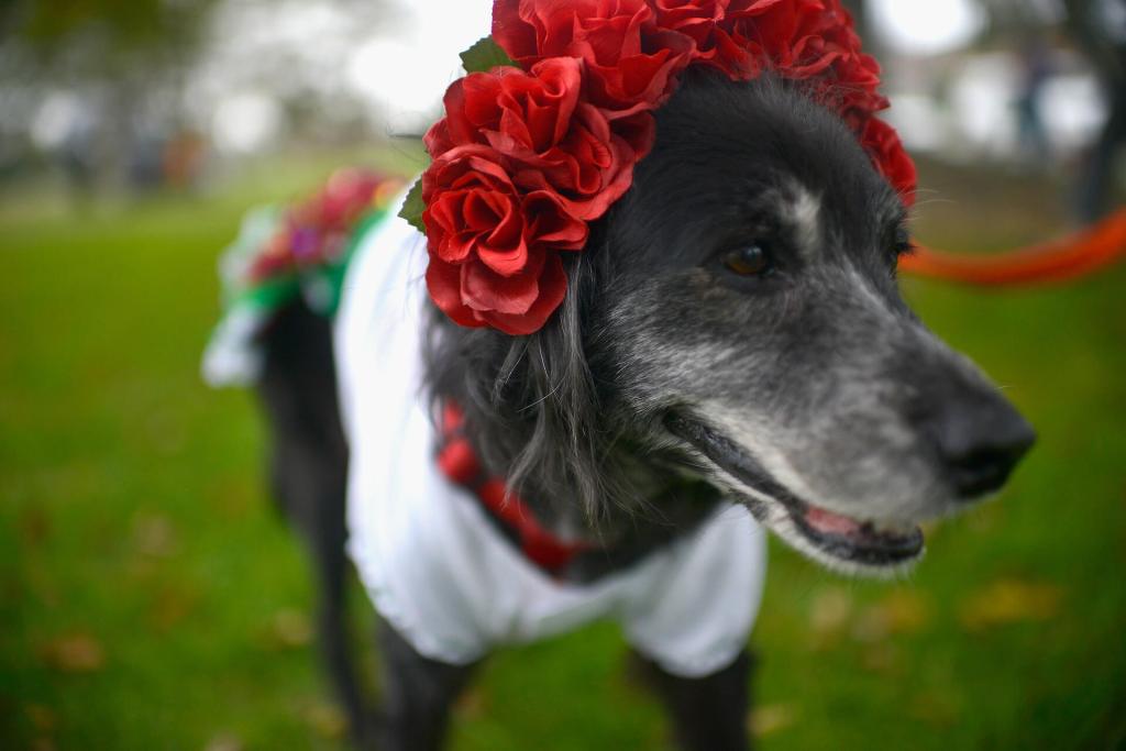 nombres perritas Disney