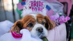 nombres perritas Disney