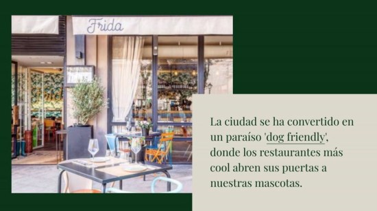 Los Mejores Restaurantes Dog Friendly En