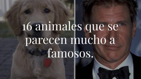 16 Animales que se parecen mucho a famosos. ¡Parecidos razonables alucinantes!