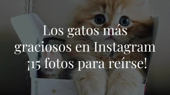 Las fotos de los 15 gatos más graciosos y tiernos de Instagram