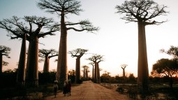 avenida baobabs madagascar
