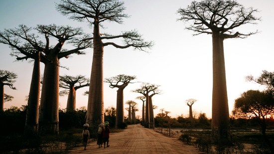 avenida baobabs madagascar