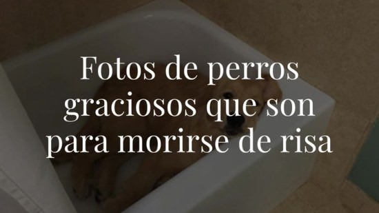 Fotos de perros graciosos que son para morirse de risa