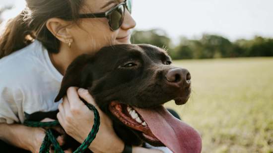 perros beneficios