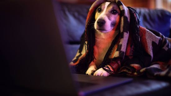 perro en el sofa viendo una peli en el ordenador